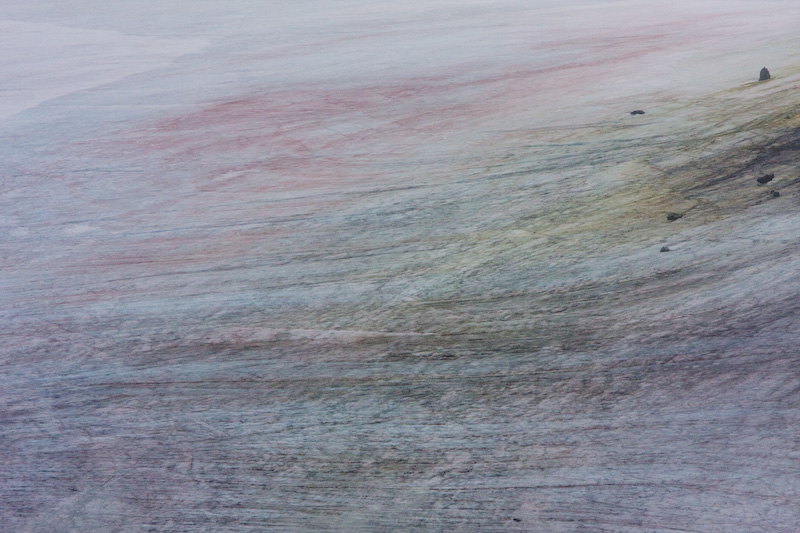 Snow Colored By Algae